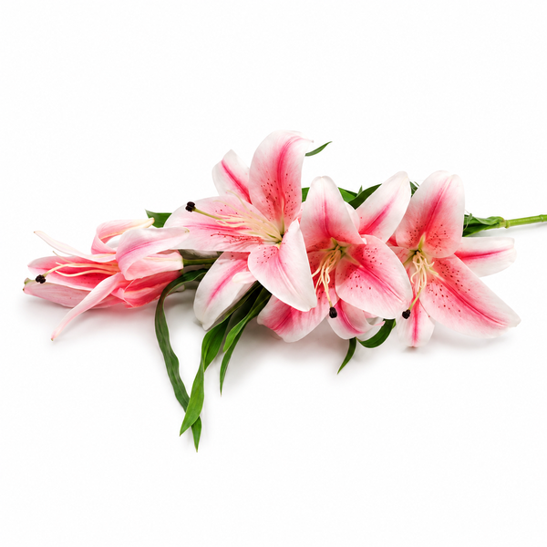 Lily Pink Flower Stem