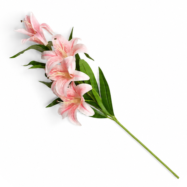 Lily Pink Flower Stem