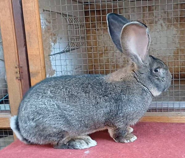 LE ROYAUME DU  LAPIN