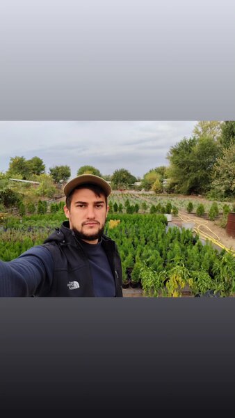 Хвойные растения 